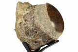 Polished Fossil Mosasaur Vertebra w/ Metal Stand - Texas #350995-2